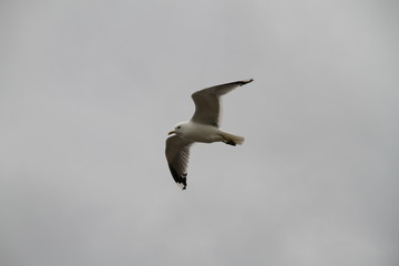 bird, möve, himmel, gull, fliegender, fliegen, fliege, meer, flügel, blau, natur, freiheit, weiß, tier, bird, luft, flügel, wild lebende tiere, schweben, feather, feather, frei, ozean, schnabel, möve