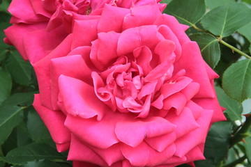 rosales, blume, pink, blume, rosales, natur, rot, blumenstrauss, garden, liebe, schön, pflanze,...