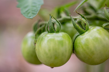 green tomatoes on the vine