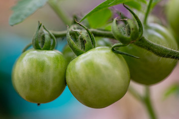 green tomatoes on the vine