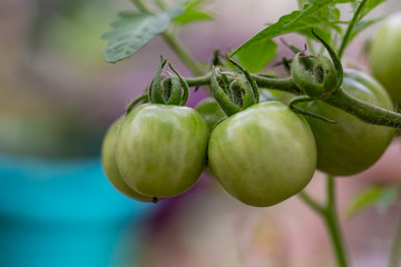 green tomatoes on branch in garden