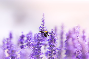 bumblebee on Blue Salvia flowers , purple background
