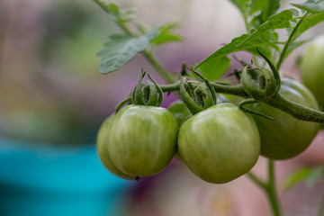 green tomatoes on the vine