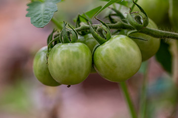 green tomatoes on the vine