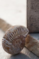 Fossil And Square 