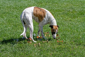 Whippet at Obedience Competition