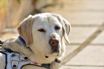 dog in the park
