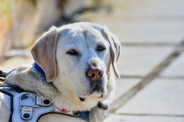 dog in the park