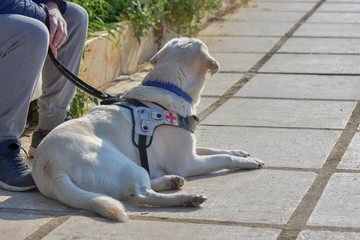 blind dog on duty