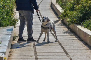 blind dog on duty