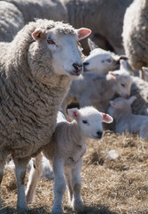 Ewe with lamb