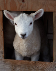 lamb in doghouse