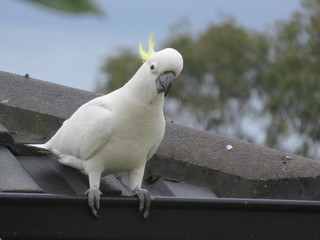 bird