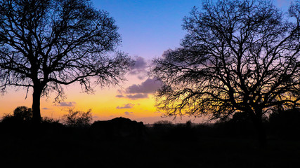 nature colorful of the sunset Behind the trees