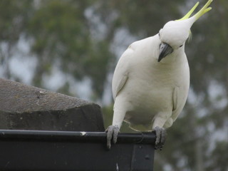 bird