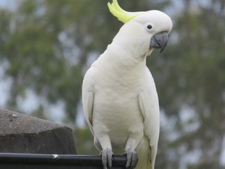 bird