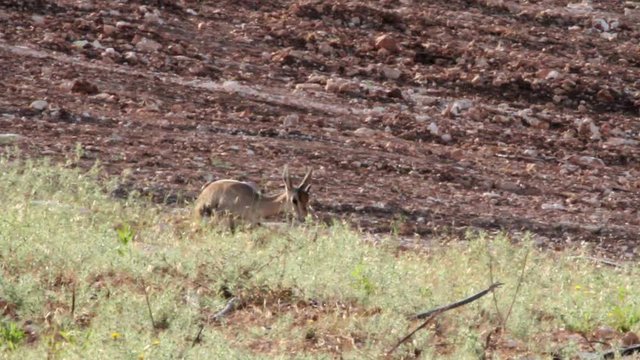 Israeli gazelle mount Steady shot of Israeli gazelle mount sit on the ground