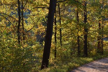 forest in backlit in autumn
