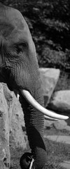 African elephants are elephants of the genus Loxodonta. The genus consists of two extant species:...