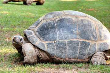 Tortue géante reptile fossile