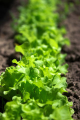 Green curly salad growing in the garden, growing. Healthy vegetarian food.