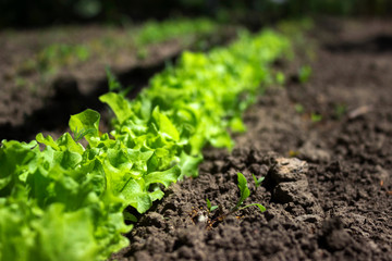 Green curly salad growing in the garden, growing. Healthy vegetarian food.