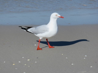 seagull