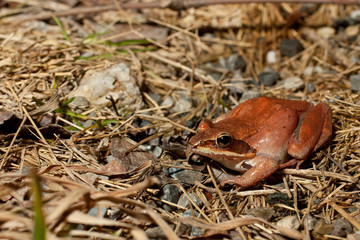Red wood frog - Rana sylvatica
