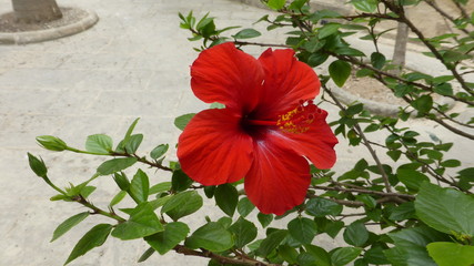 Red hibiscus flower on a green background.  