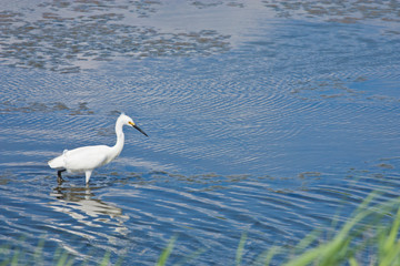 Fototapeta premium Snowy egret - Egretta thula