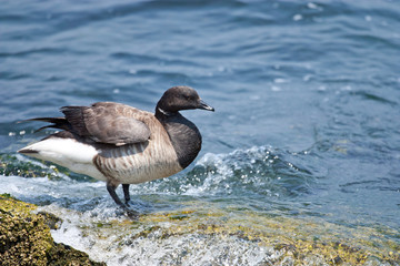 Brant goose - Branta bernicla
