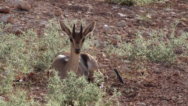 Israeli gazelle mount Steady shot of Israeli gazelle mount look at the camera