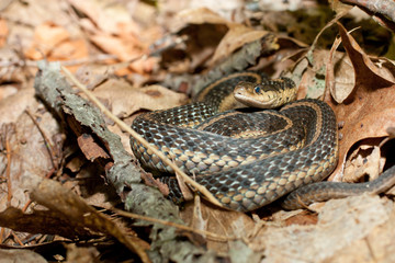 Eastern garter snake - Thamnophis sirtalis