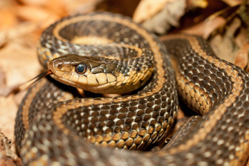 Eastern garter snake - Thamnophis sirtalis