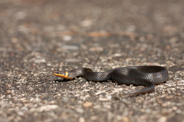 Southern ringneck snake - Diadophis punctatus punctatus