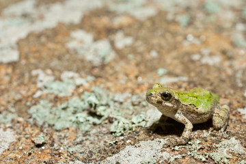Metamorph gray treefrog - Hyla versicolor
