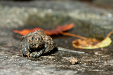 Hatchling snapping tuttle - Chelydra serpentina