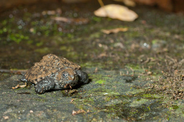 Hatchling snapping tuttle - Chelydra serpentina