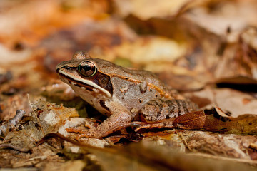 Wood frog - Rana sylvatica