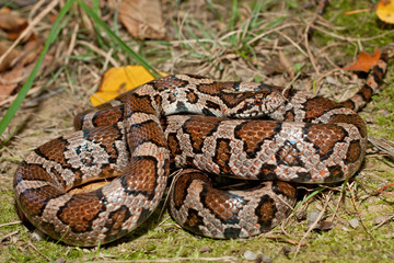 Eastern milk snake - Lampropeltis triangulum
