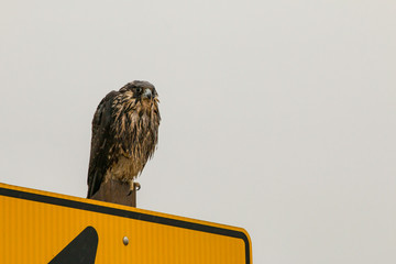 Wet peregrine falcon - Falco peregrinus