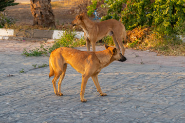 Red feral dogs, on the Sinai Peninsula in Egypt. Contact of the animal world with the human world.