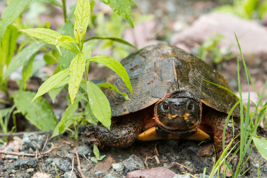 Wood turtle - Glyptemys insculpta