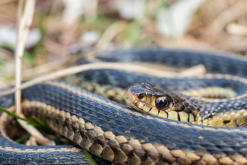 Eastern garter snake - Thamnophis sirtalis