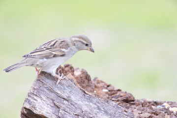Passer domesticus perched on a trunk backyard feeder home outside