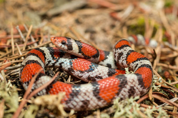 NJ scarlet snake - Cemophora coccinea copei