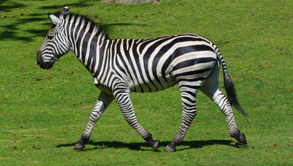 Zebras are several species of African equids (horse family) united by their distinctive black and...