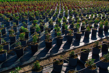 Obraz premium vivero de flores y plantas