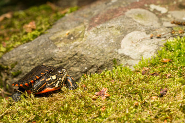 Baby painted turtle - Chrysemys picta picta