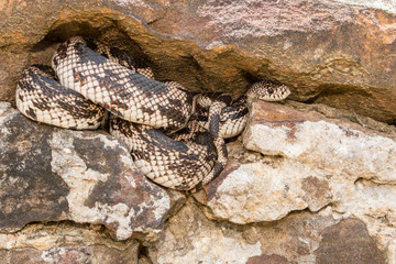 Northern pine snake - Pituophis melanoleucus